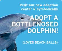 Symbolically adopt a dolphin
